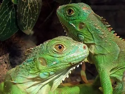 Iguanas - Pets Cute and Docile