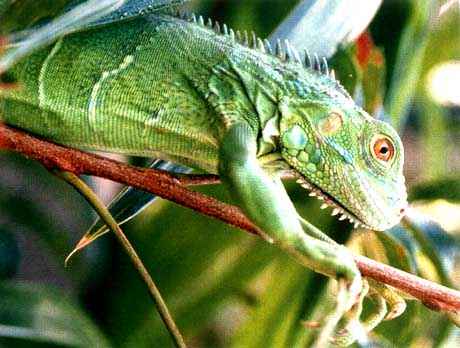 Iguanas verdes | Mascotas