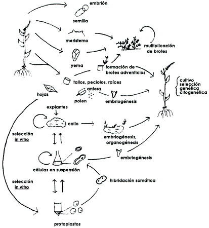 II. LA PROPAGACIÓN VEGETATIVA