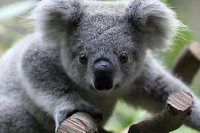 Il koala e i pericoli per il suo popolo | Scienze fanpage