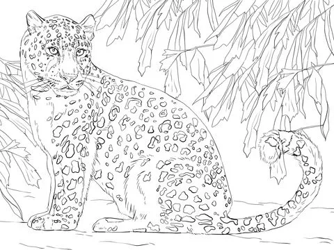 Il leopardo dell'Amur, - Disegni da Colorare Gratis