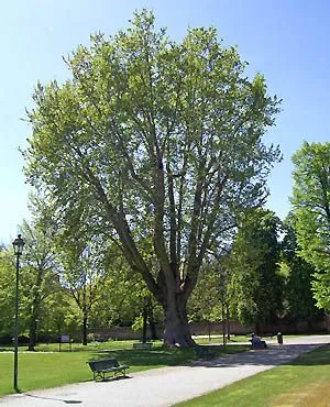 Il platano della Tesoriera - I Luoghi della 4 - San Donato ...