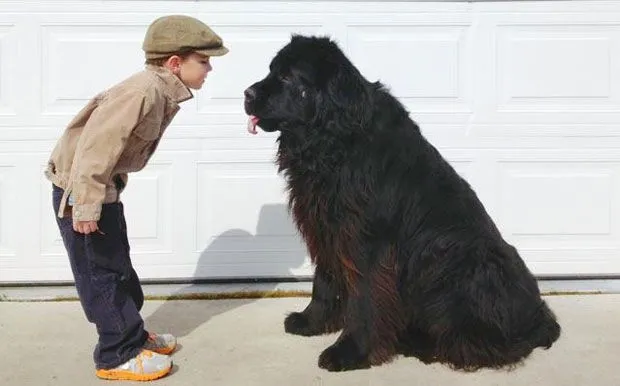 Il Terranova Max e il suo piccolo amico umano Julian