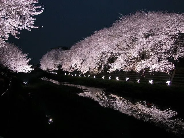 iluminar al sakura(arbol de cerezo) | Flickr - Photo Sharing!