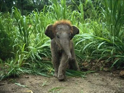 Ilusión optica del elefante bebé « Ilusiones opticas