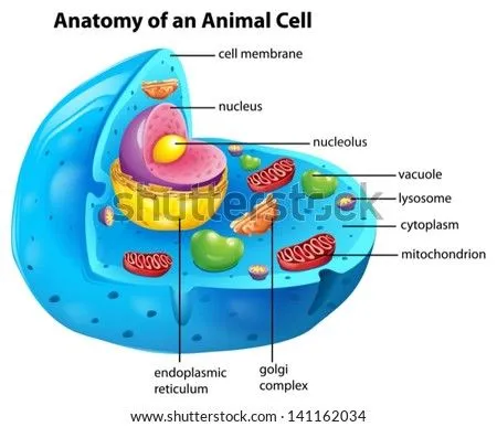 Ilustración De La Anatomía De Una Célula Animal Ilustración ...