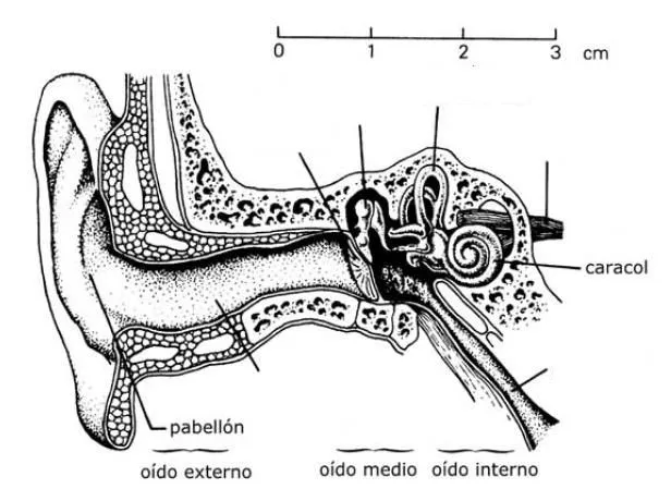 Esquema del oido sin nombres - Imagui