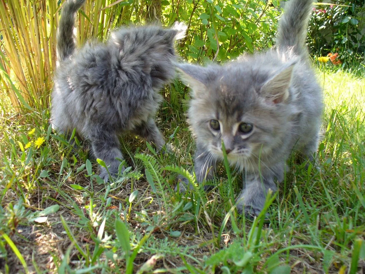 Image bébé Animaux: les + belles images de Bébés animaux !