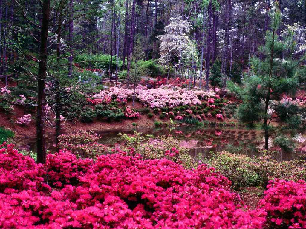 Image jardin fleuri - jardin jardins fleuri