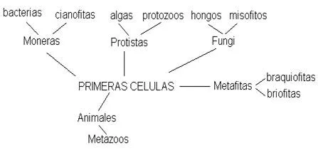 Los reinos de la vida (página 2) - Monografias.com