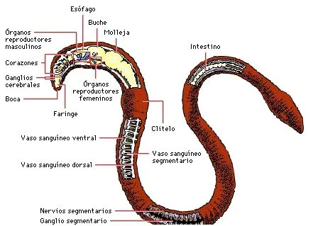 Lombriz o gusano