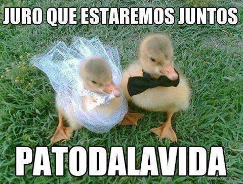 Imagen de amor de dos patitos tan bonitos | Imagenes de Amor