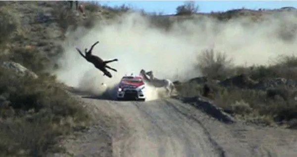 Imagen de caballo atropellado durante carrera de rally ...