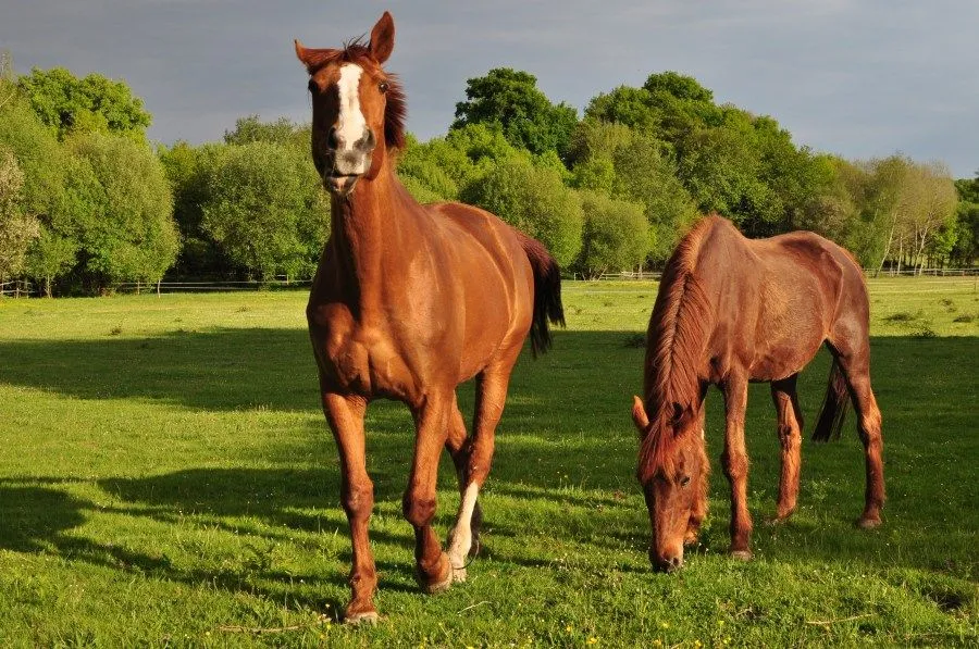 Imagen de caballo, caballos, animal, animales, marron, campo ...