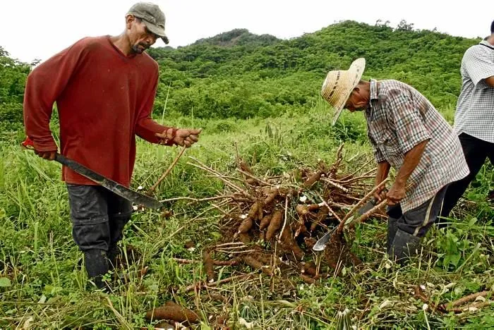 Campesinos de Cacique celebraron recordando | Dia campesino | EL ...