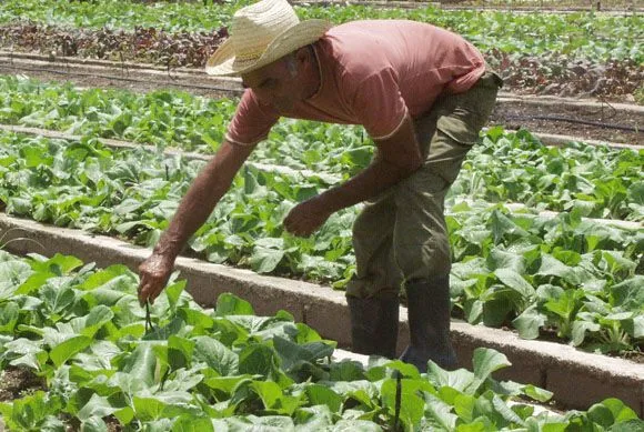 Día del campesino: los que le sacan el fruto a la tierra | Cubadebate