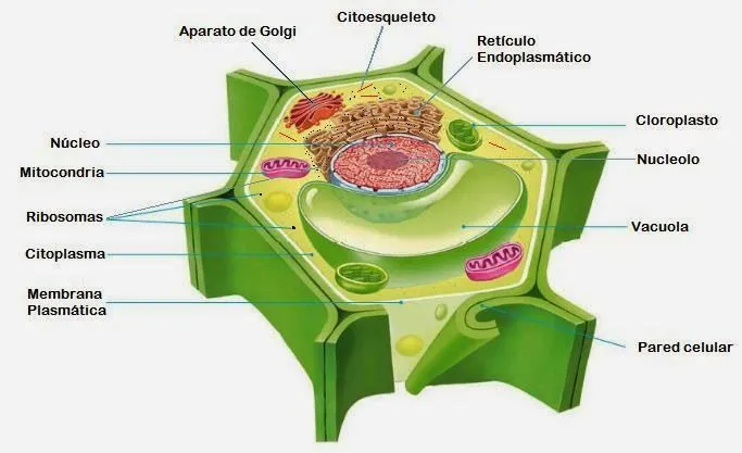 Imagen de celula vegetal - Imagui