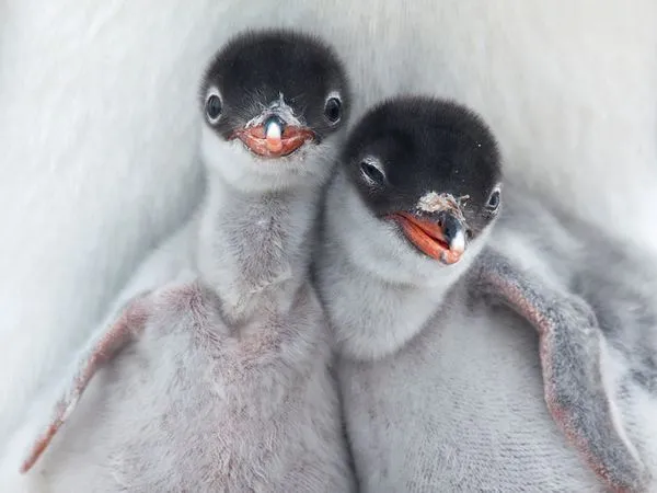 Imagen del dia:Bebés pingüinos de la Antártida | Caribe Noticias