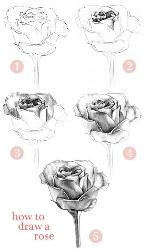  ... de Grupo de Dibujo y pintura > Como dibujar una rosa