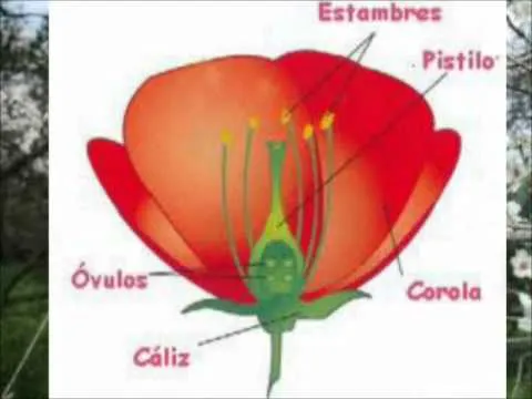 Una imagen de una flor con sus partes - Imagui