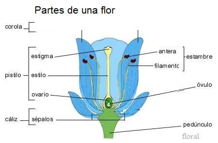 Una imagen de una flor con sus partes - Imagui