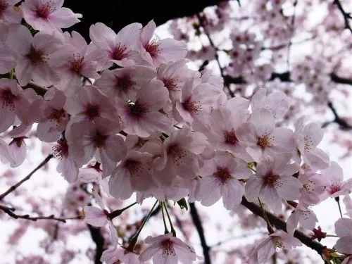 Imagen Flores de cerezo - grupos.