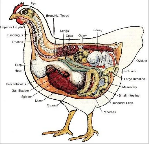 Imagen de una gallina con sus partes - Imagui