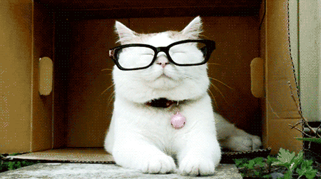 GATO_CON_LENTES.gif