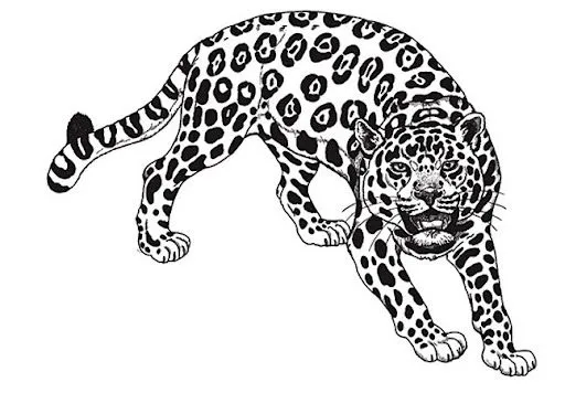 Imagen de jaguar para colorear - Imagui