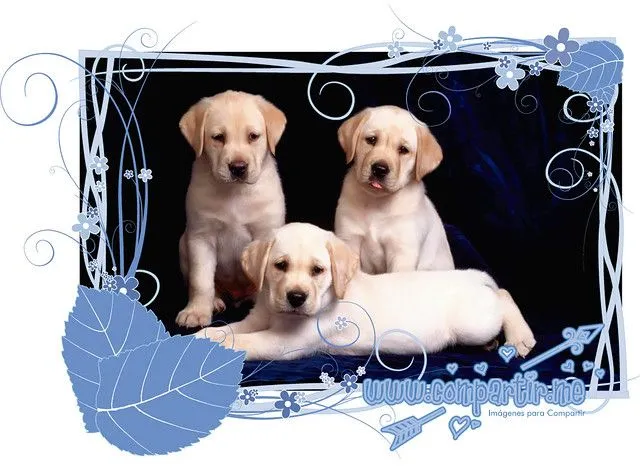 Imagen de Tres Lindos Perritos Labradores Blancos para Descargar ...