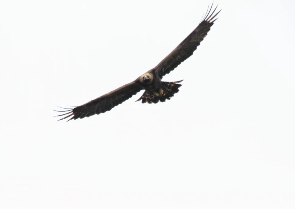 Otra imagen de Mallorca.: Aguila real (Aquila chrysaetos).