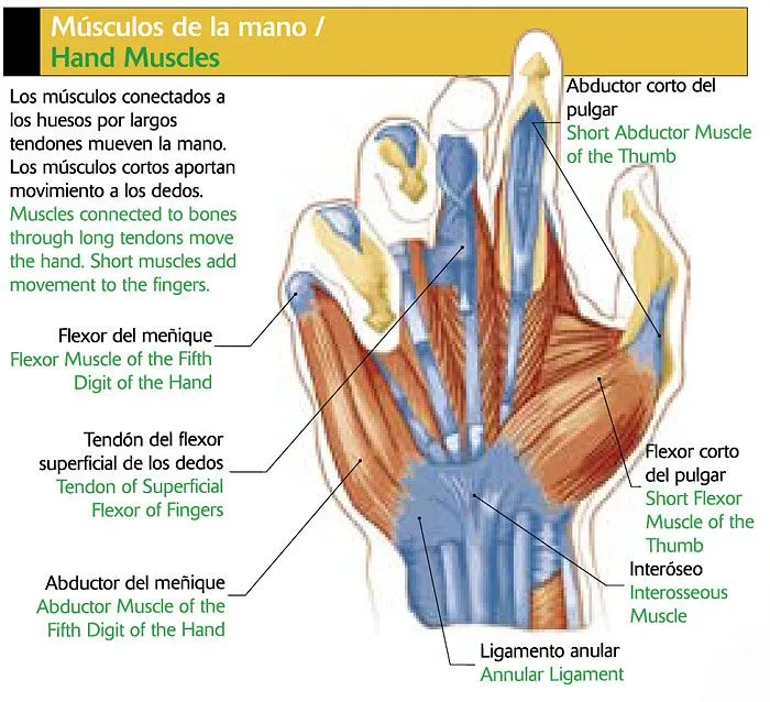 Imagen de la mano y sus partes - Imagui