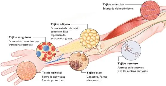 Imagen de la mano y sus partes - Imagui