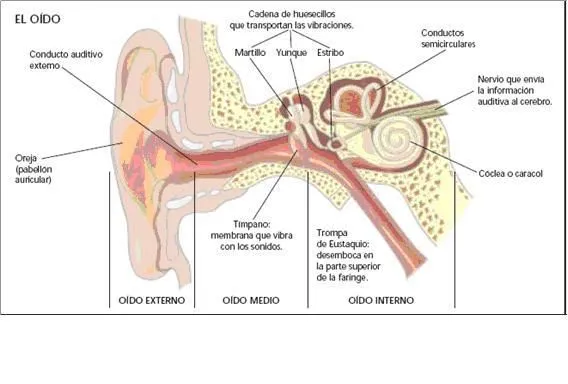 Tema 7: Órganos de los sentidos | Biología y Geología "Amor de ...