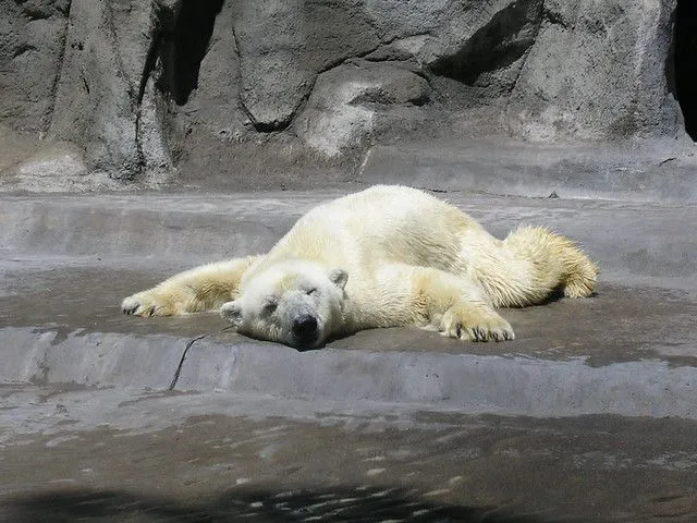 Imagen de oso durmiendo - Imagui