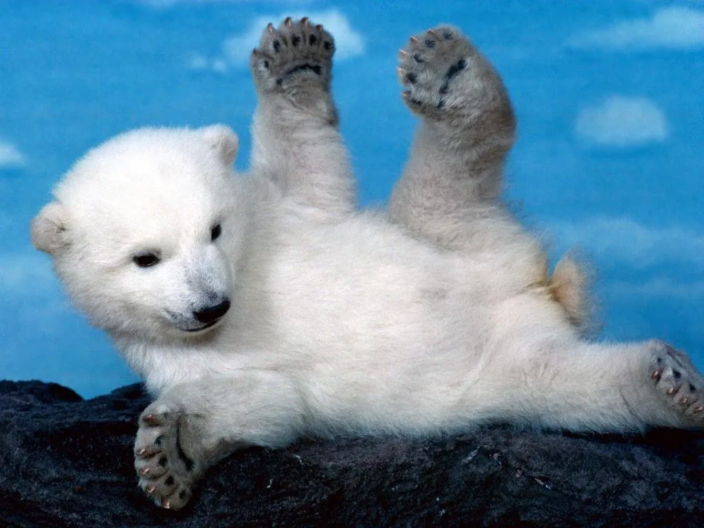 Imagen - Oso polar bebe.jpg - Wiki ACAM