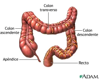 Imagen Partes del intestino grueso. - grupos.