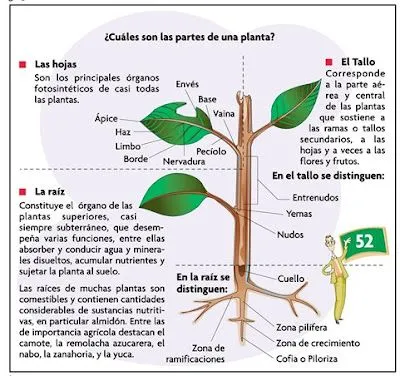 100ciamanía: Sesiones: ¿Qué es una planta? 