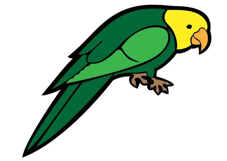 Imagen periquito - Img 24735