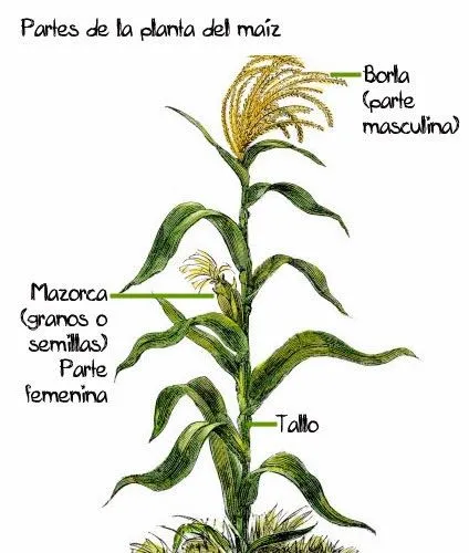 IMAGEN DE PLANTA DE MAIZ Y SUS PARTES - Imagui