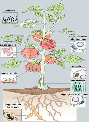 Aquí está la imágen de la planta y sus partes para que se los ...