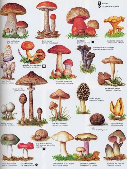 Imagen relacionada | Champignons, Pilze, Blumengemälde