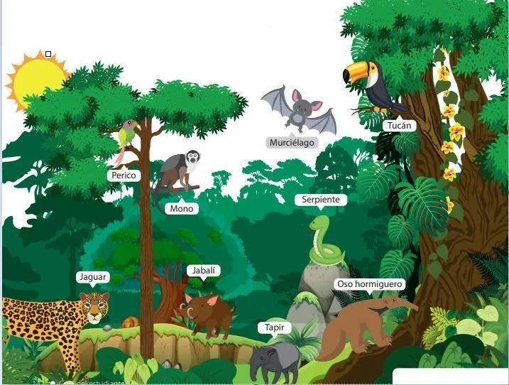 La imagen representa un ecosistema terrestre: Selva tropical húmeda. Teniendo en cuenta el flujo de - Brainly.lat