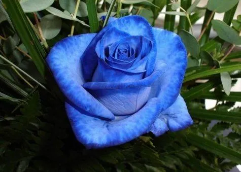 Rosas Azules!! - Taringa!