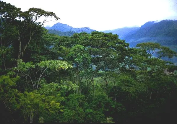 Imagen de una selva tropical (