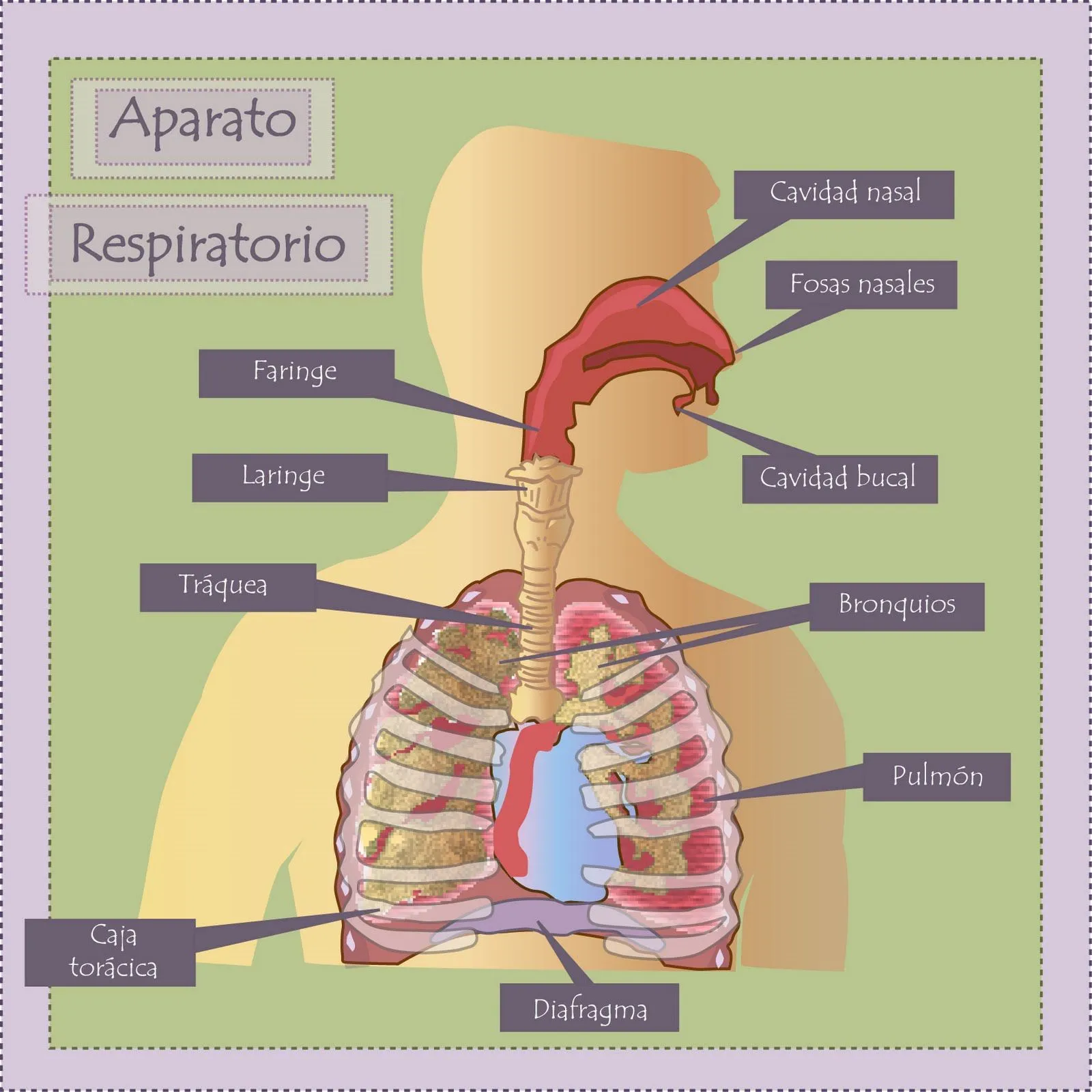 Imágen del sistema respiratorio y sus partes - Imagui