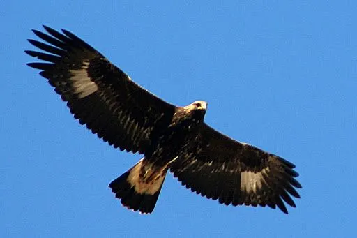 Imágenes del Águila Real cazando - Imagui