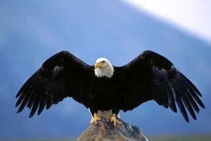 Aguila volando - Imagui