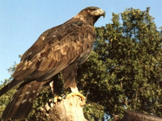 Águila mexicana volando - Imagui