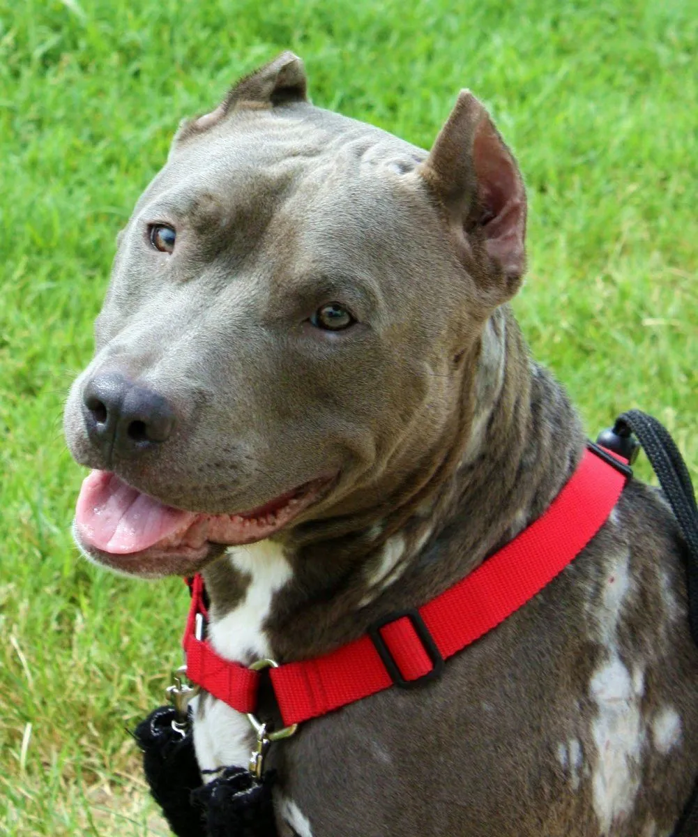 Imágenes del American Pit Bull Terrier. American Pit Bull ...